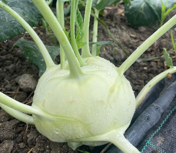 Снимка на Био Бял Алабаш 1 бр.